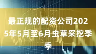 最正规的配资公司2025年5月至6月虫草采挖季
